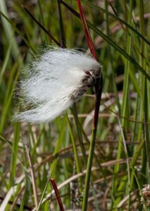 Common Cottongrass (Eriophorum angustifolium)