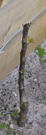 Apple tree year pruned and shooting