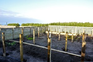New Orchard Site
