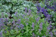 Well somethings work - Nepeta with sea holly and meadow clary.