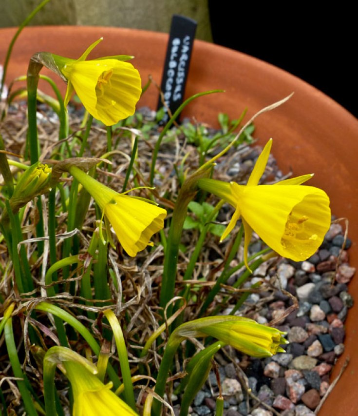 Narcissus-bulbicodium