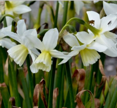 Narcissus-Thalia