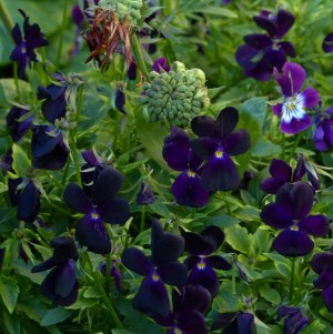 Viola Bowles Black seedling