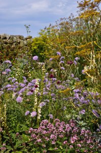 Scabious and Wild Majoram