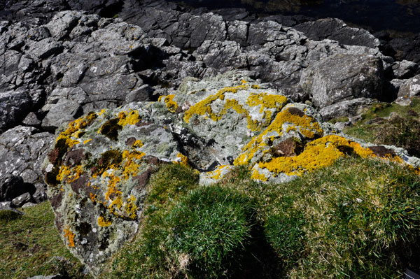 coastal rock outcrop with lichens