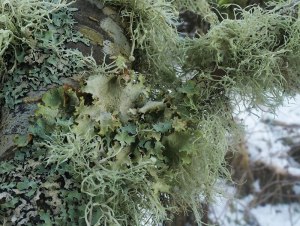 Leafy lichens: